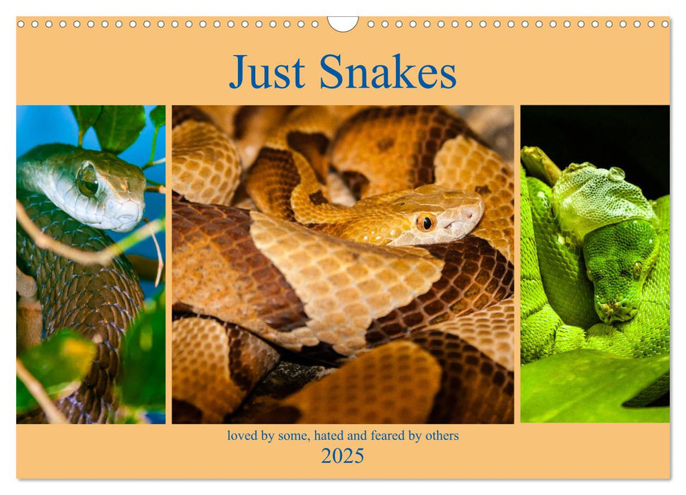 Just Snakes (CALVENDO Monthly Calendar 2025)