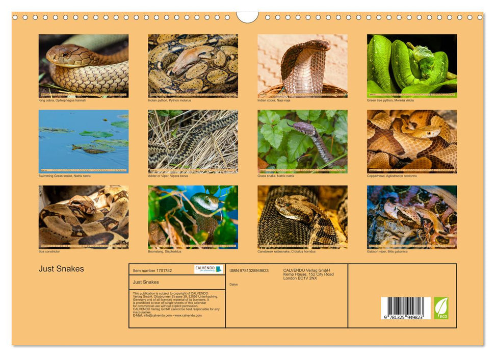 Just Snakes (CALVENDO Monthly Calendar 2025)