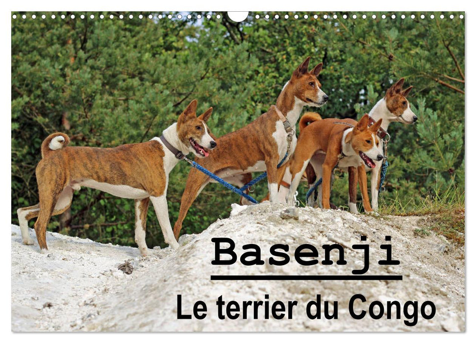 Basenji Le terrier du Congo (CALVENDO Calendrier mensuel 2025)