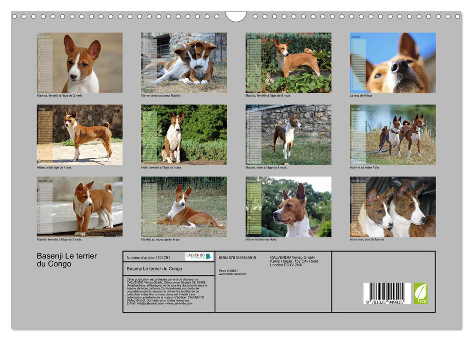 Basenji Le terrier du Congo (CALVENDO Calendrier mensuel 2025)