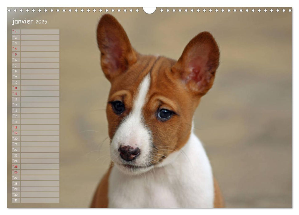 Basenji Le terrier du Congo (CALVENDO Calendrier mensuel 2025)