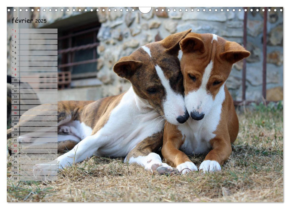 Basenji Le terrier du Congo (CALVENDO Calendrier mensuel 2025)