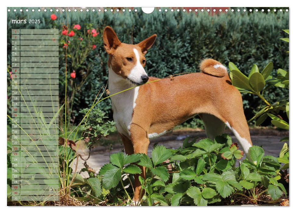 Basenji Le terrier du Congo (CALVENDO Calendrier mensuel 2025)