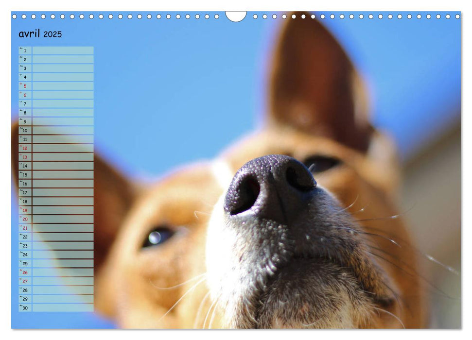 Basenji Le terrier du Congo (CALVENDO Calendrier mensuel 2025)