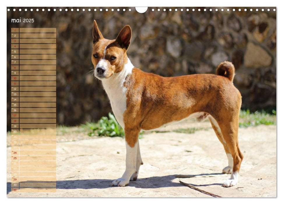 Basenji Le terrier du Congo (CALVENDO Calendrier mensuel 2025)