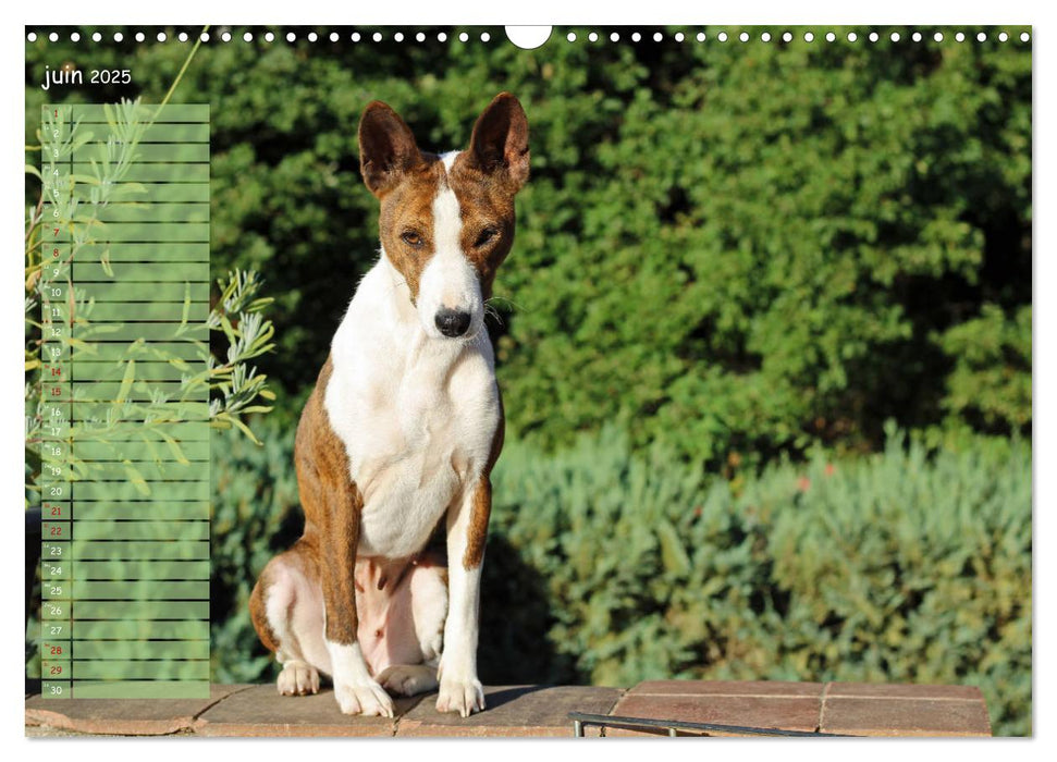 Basenji Le terrier du Congo (CALVENDO Calendrier mensuel 2025)