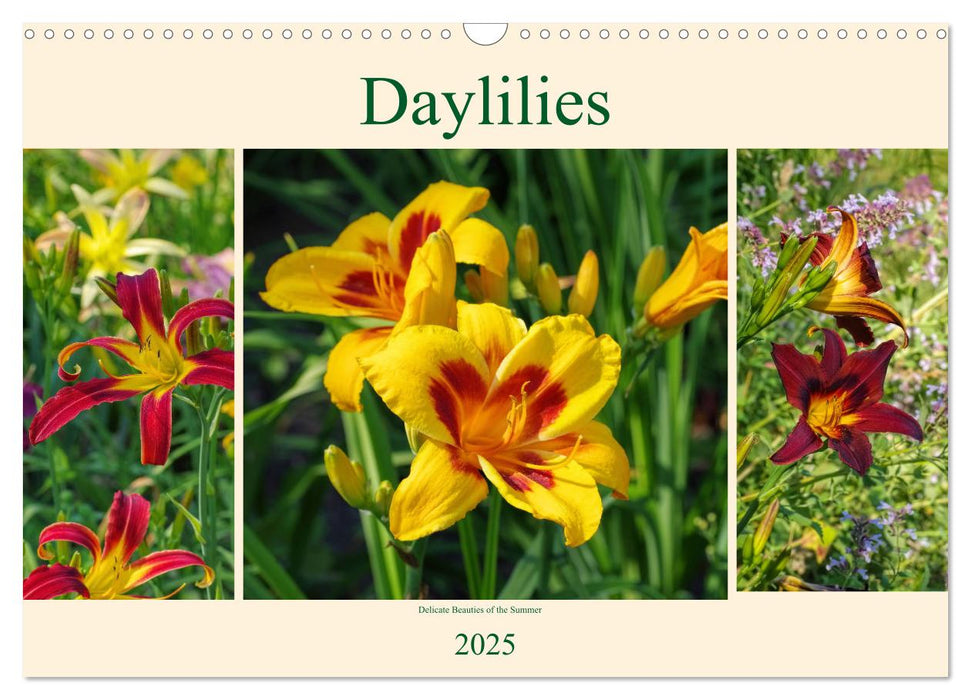 Daylilies - Delicate Beauties of the Summer (CALVENDO Monthly Calendar 2025)