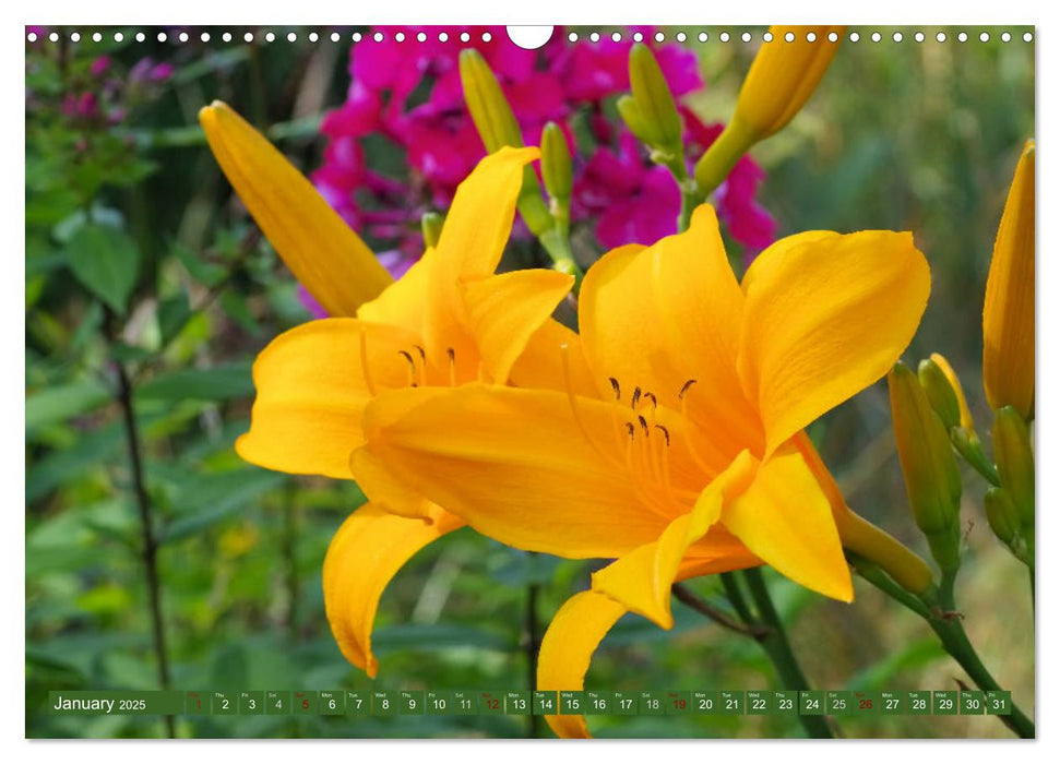 Daylilies - Delicate Beauties of the Summer (CALVENDO Monthly Calendar 2025)