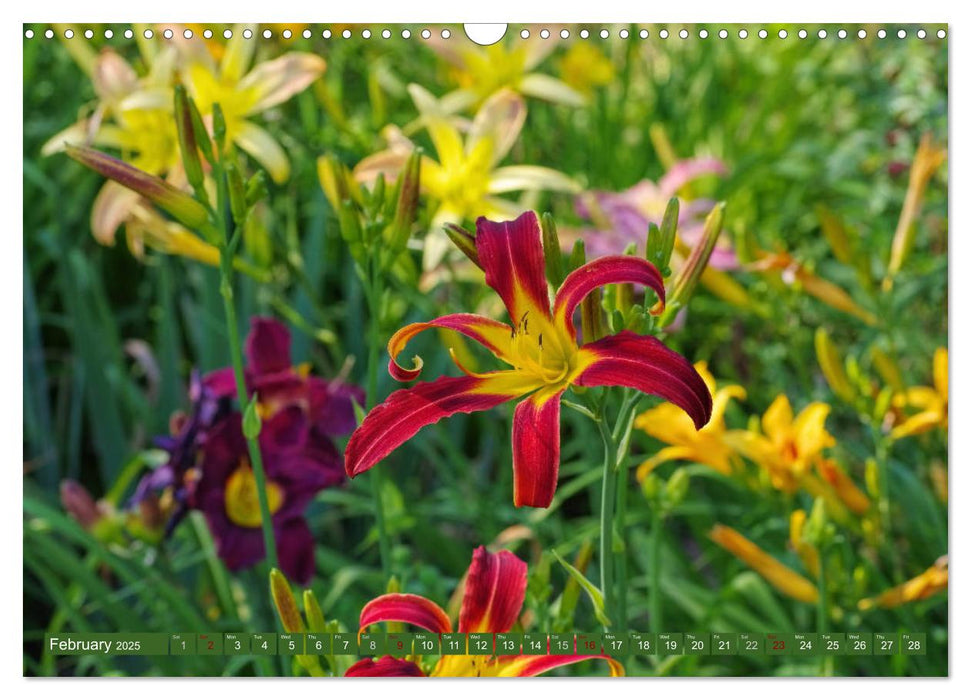 Daylilies - Delicate Beauties of the Summer (CALVENDO Monthly Calendar 2025)