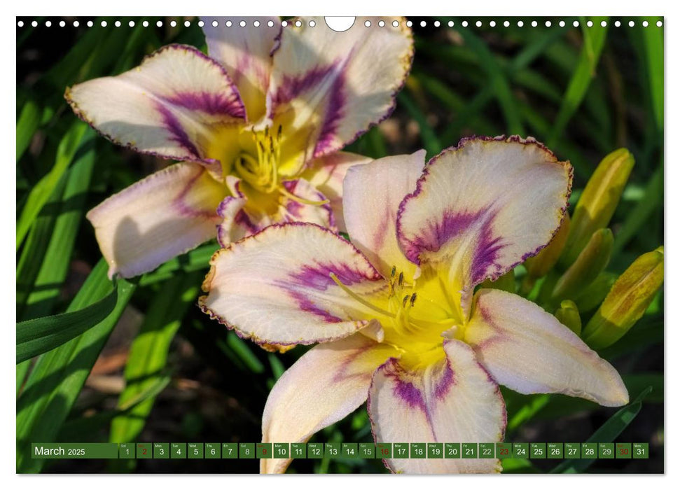 Daylilies - Delicate Beauties of the Summer (CALVENDO Monthly Calendar 2025)