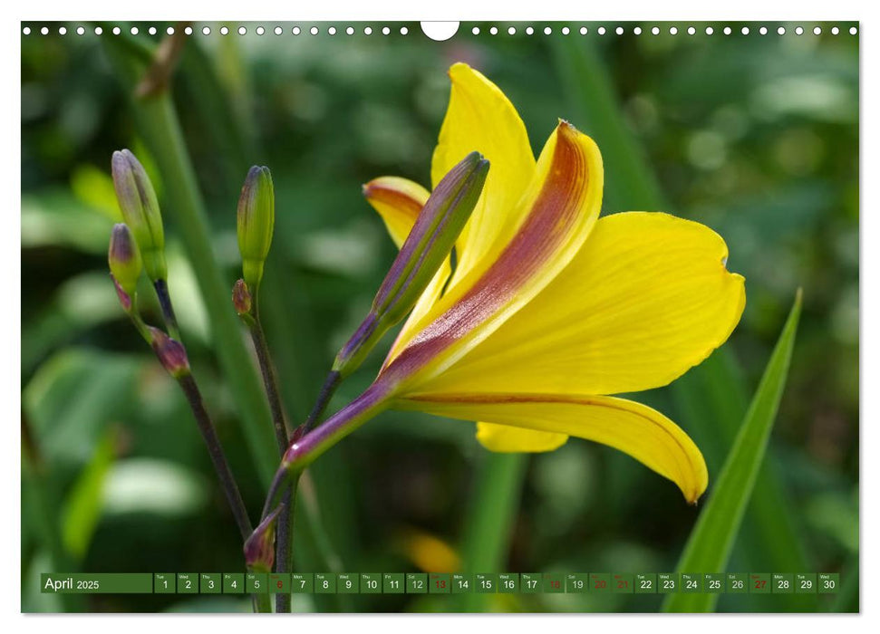 Daylilies - Delicate Beauties of the Summer (CALVENDO Monthly Calendar 2025)