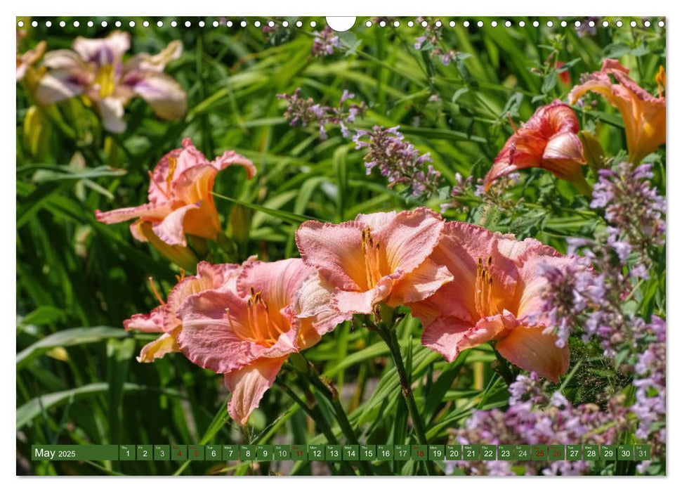 Daylilies - Delicate Beauties of the Summer (CALVENDO Monthly Calendar 2025)