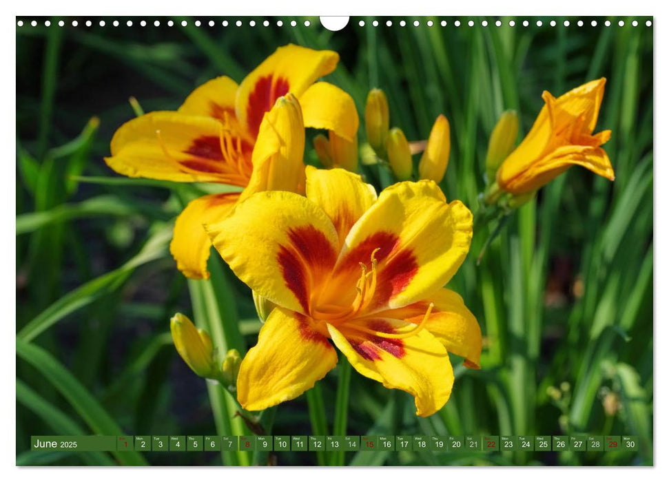 Daylilies - Delicate Beauties of the Summer (CALVENDO Monthly Calendar 2025)