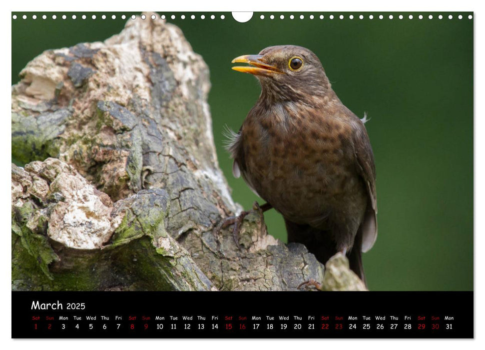 Popular garden birds of the united kingdom (CALVENDO Monthly Calendar 2025)