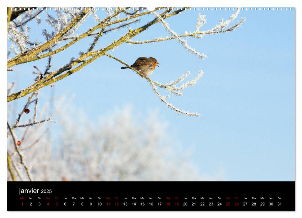 Mon ami le rouge-gorge (CALVENDO Calendrier supérieur 2025)