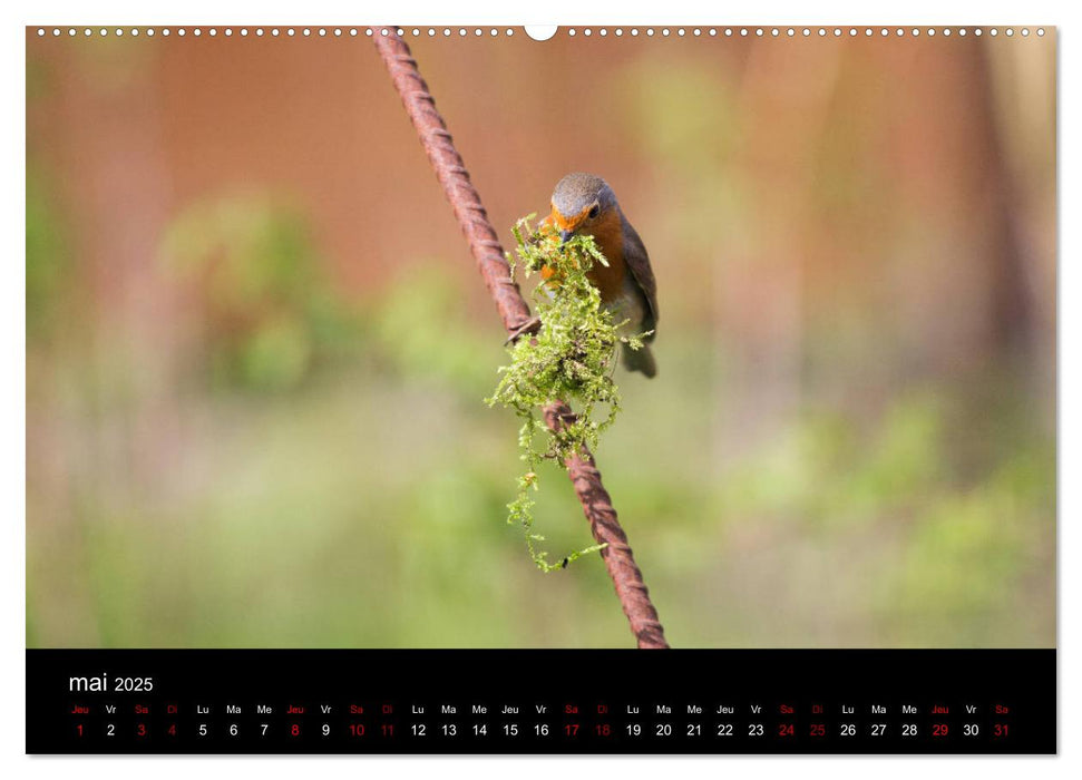 Mon ami le rouge-gorge (CALVENDO Calendrier supérieur 2025)