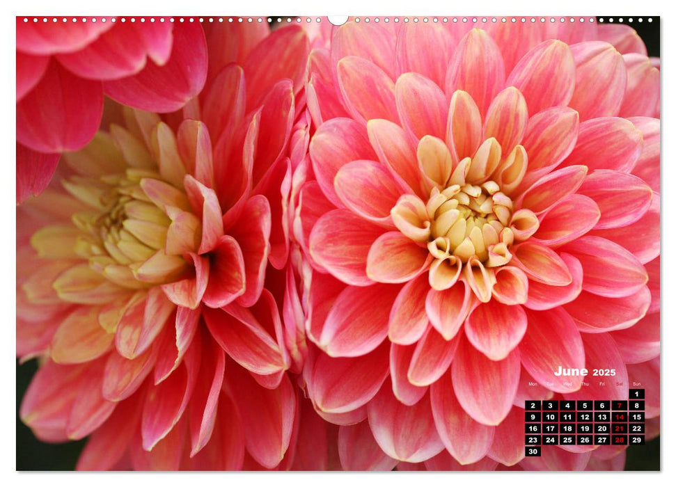 Magical Dahlias (CALVENDO Premium-Calendar 2025)