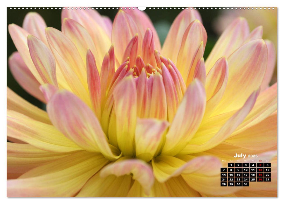 Magical Dahlias (CALVENDO Premium-Calendar 2025)