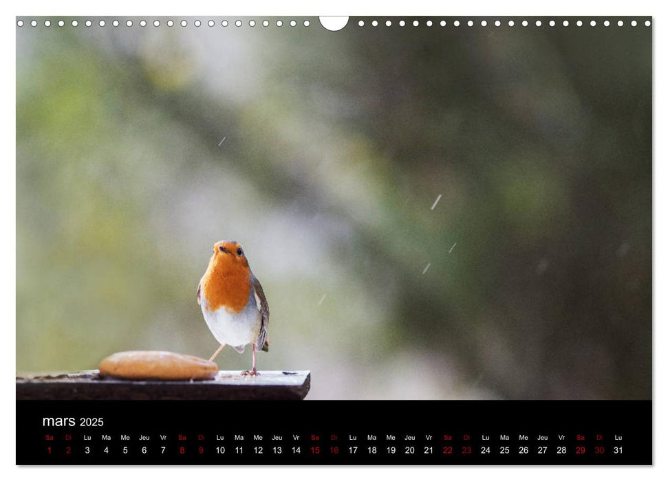 Mon ami le rouge-gorge (CALVENDO Calendrier mensuel 2025)