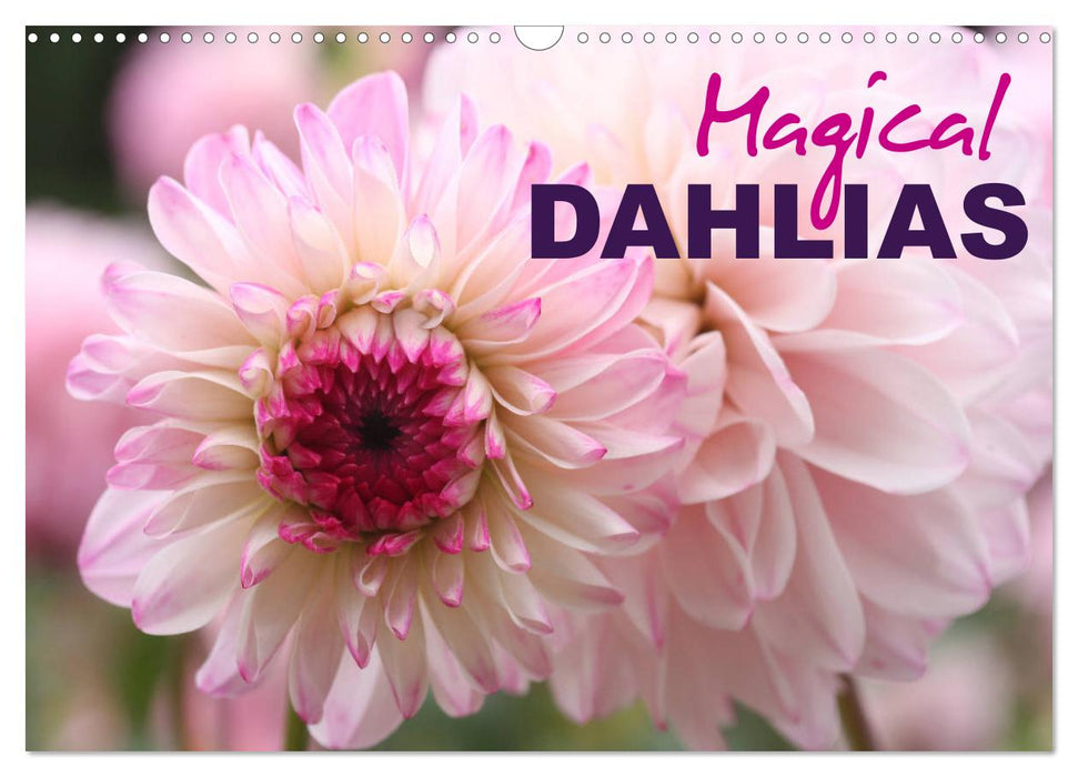 Magical Dahlias (CALVENDO Monthly Calendar 2025)