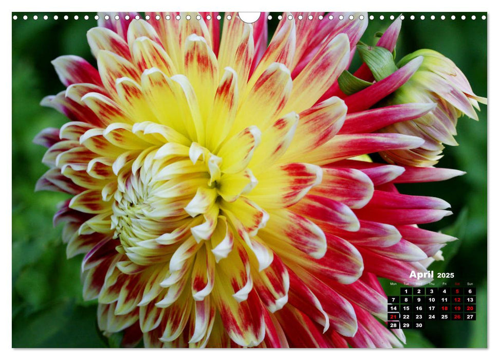 Magical Dahlias (CALVENDO Monthly Calendar 2025)