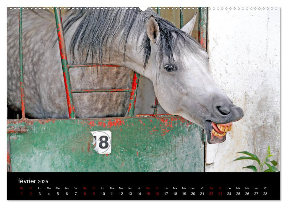 Les chevaux du Maroc (CALVENDO Calendrier supérieur 2025)