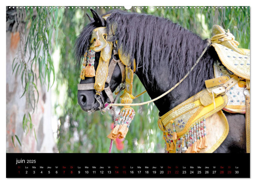 Les chevaux du Maroc (CALVENDO Calendrier supérieur 2025)