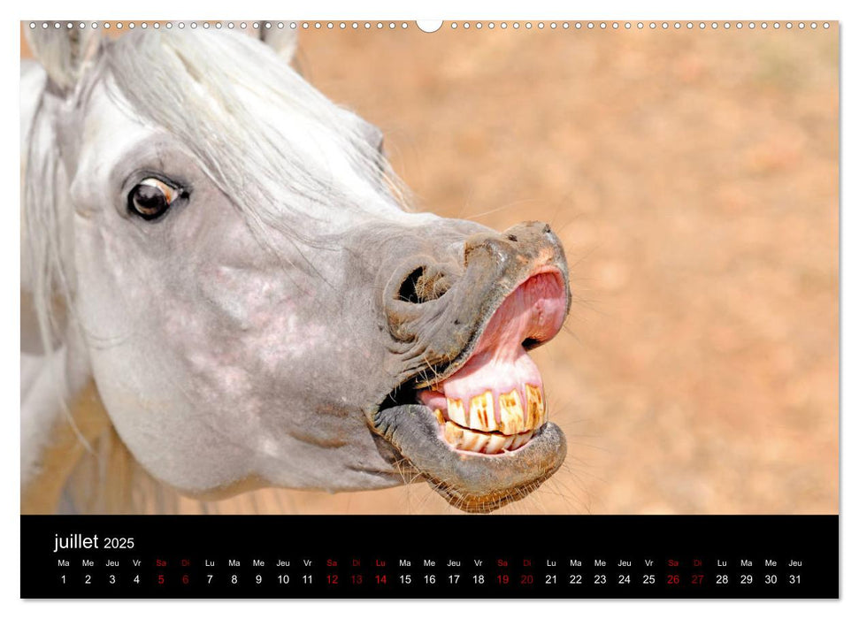 Les chevaux du Maroc (CALVENDO Calendrier supérieur 2025)