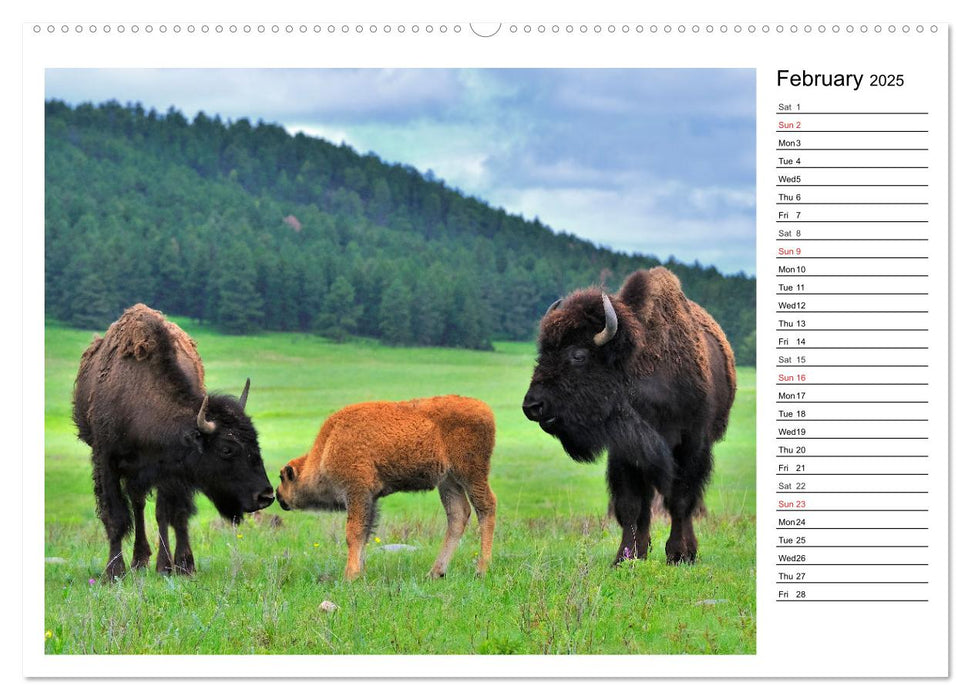 Bisons of North America (CALVENDO Premium-Calendar 2025)