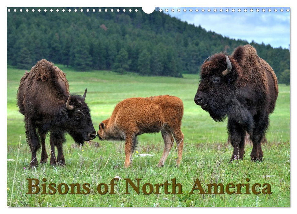 Bisons of North America (CALVENDO Monthly Calendar 2025)