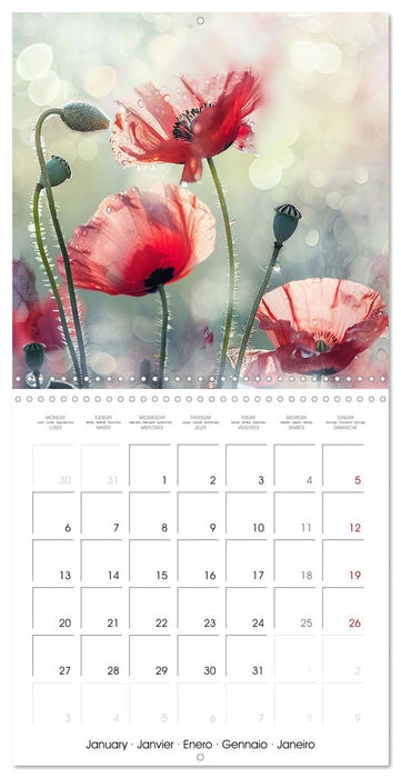 Magical Poppies (CALVENDO Monthly Calendar 2025)