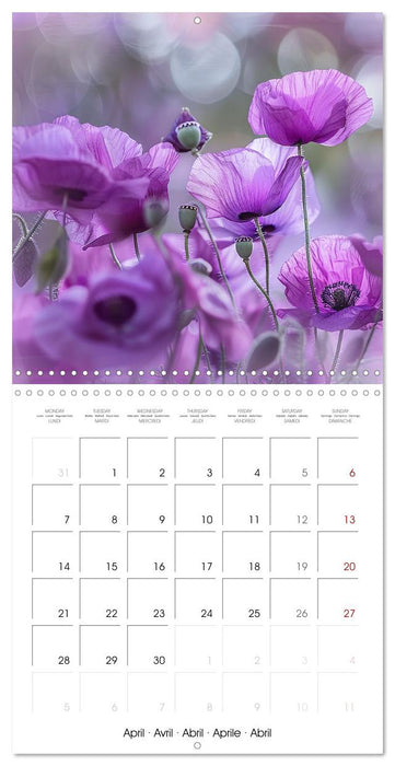 Magical Poppies (CALVENDO Monthly Calendar 2025)