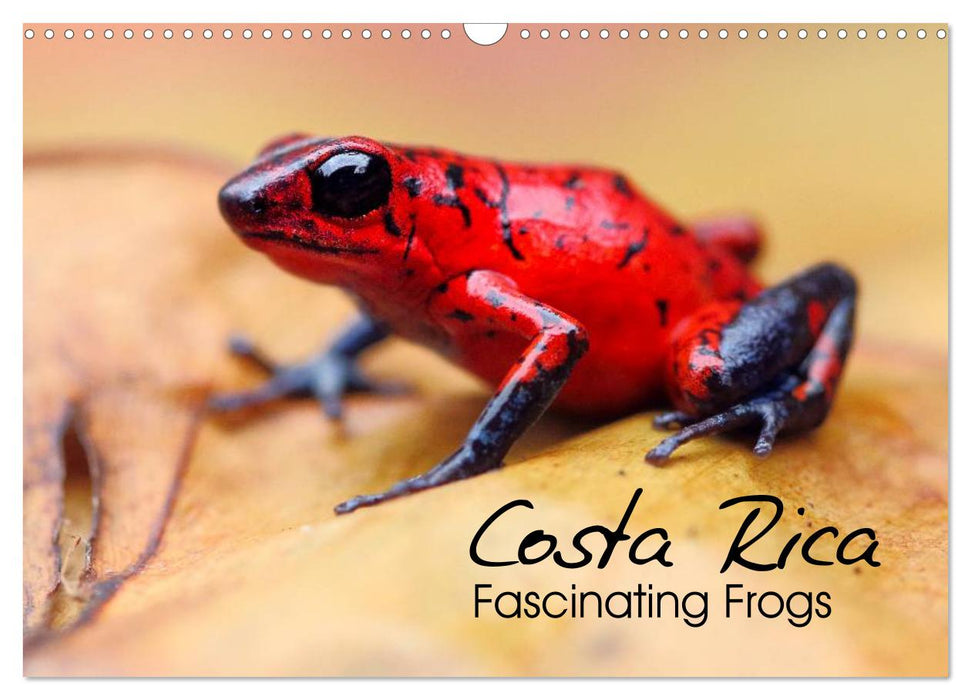 Costa Rica - Fascinating Frogs (CALVENDO Monthly Calendar 2025)