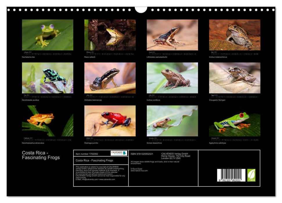 Costa Rica - Fascinating Frogs (CALVENDO Monthly Calendar 2025)