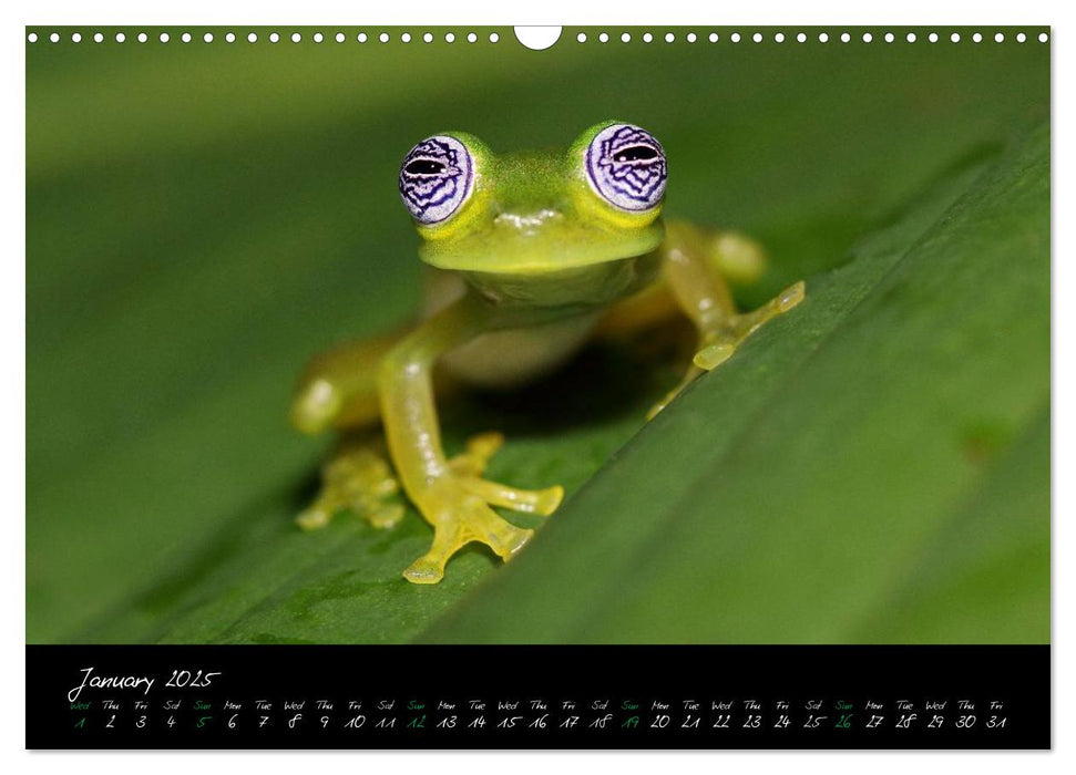 Costa Rica - Fascinating Frogs (CALVENDO Monthly Calendar 2025)