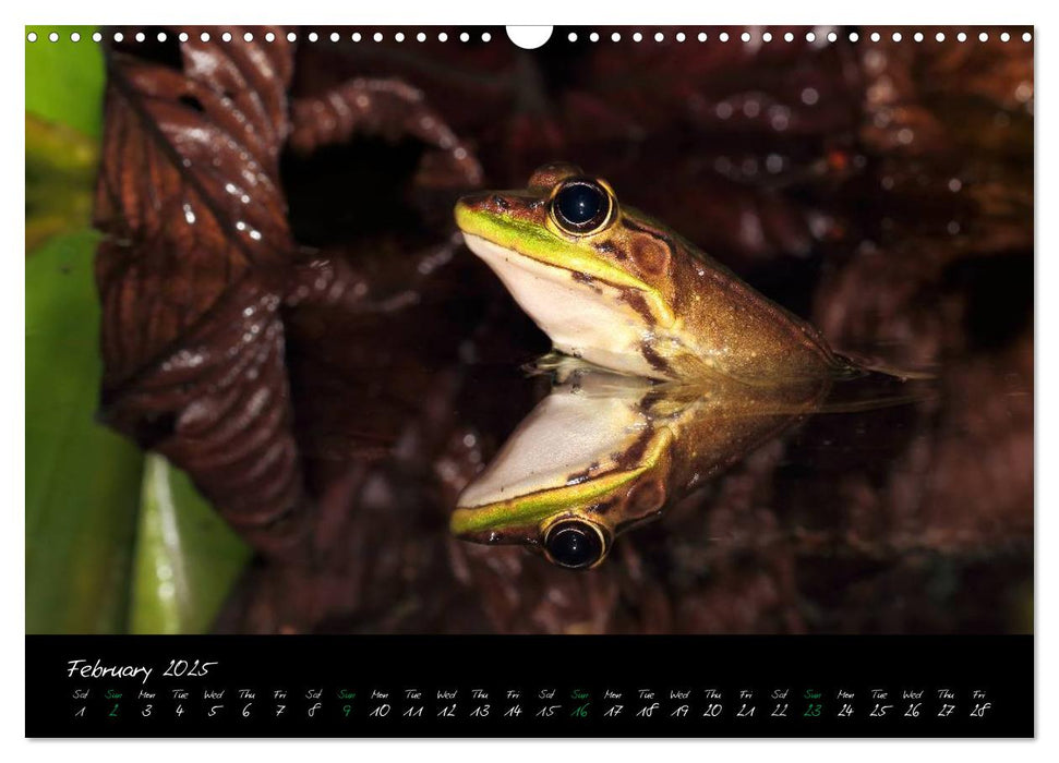 Costa Rica - Fascinating Frogs (CALVENDO Monthly Calendar 2025)