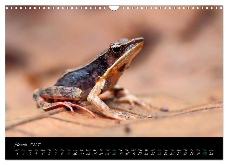 Costa Rica - Fascinating Frogs (CALVENDO Monthly Calendar 2025)