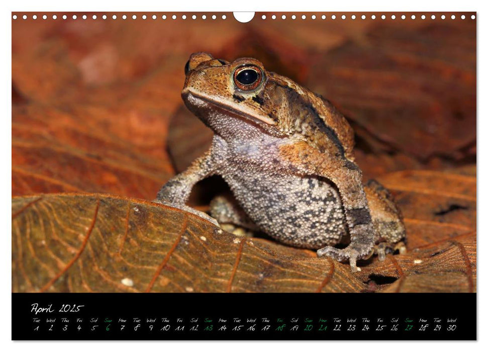 Costa Rica - Fascinating Frogs (CALVENDO Monthly Calendar 2025)