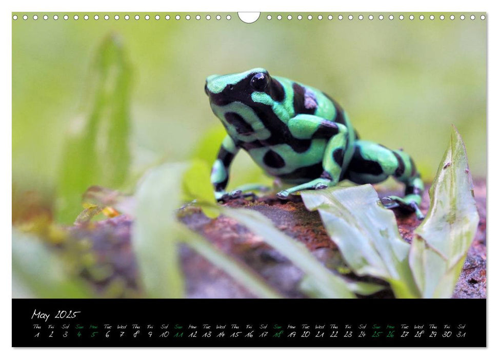 Costa Rica - Fascinating Frogs (CALVENDO Monthly Calendar 2025)