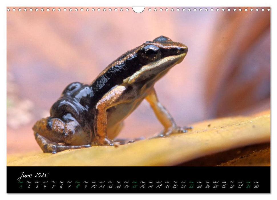 Costa Rica - Fascinating Frogs (CALVENDO Monthly Calendar 2025)