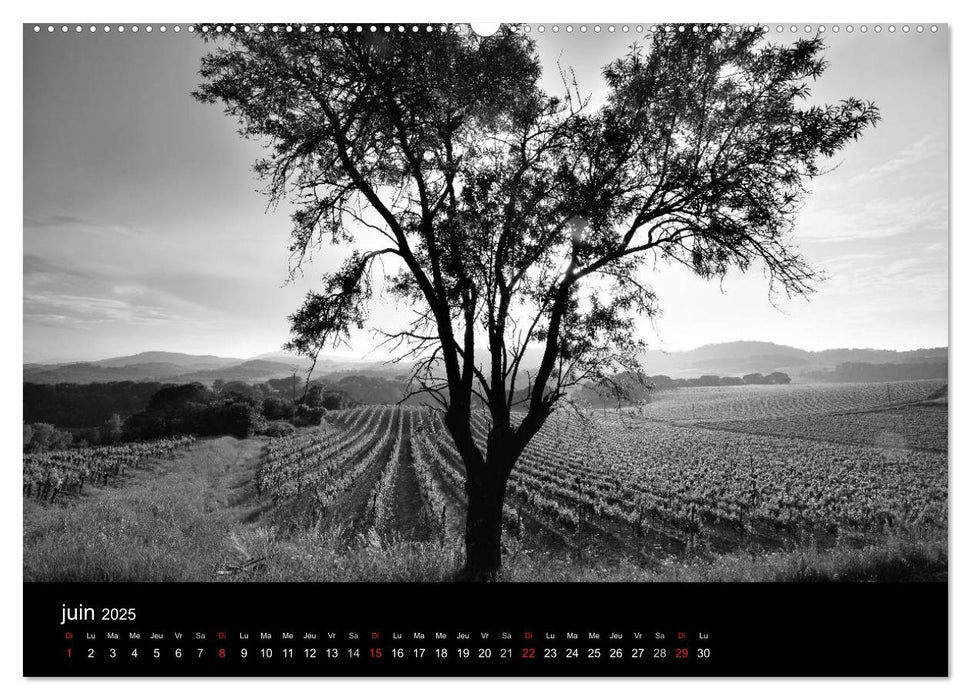 VIGNES DU SUD terroirs d'AOC (CALVENDO Calendrier supérieur 2025)