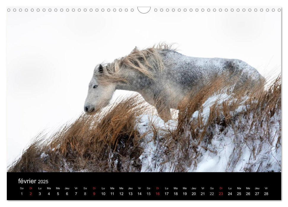 Saint-Pierre et Miquelon à l'état sauvage (CALVENDO Calendrier mensuel 2025)