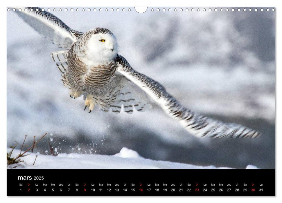 Saint-Pierre et Miquelon à l'état sauvage (CALVENDO Calendrier mensuel 2025)