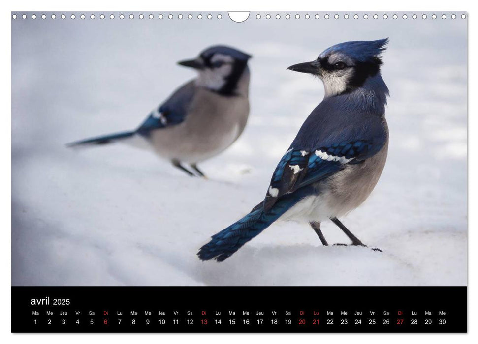 Saint-Pierre et Miquelon à l'état sauvage (CALVENDO Calendrier mensuel 2025)