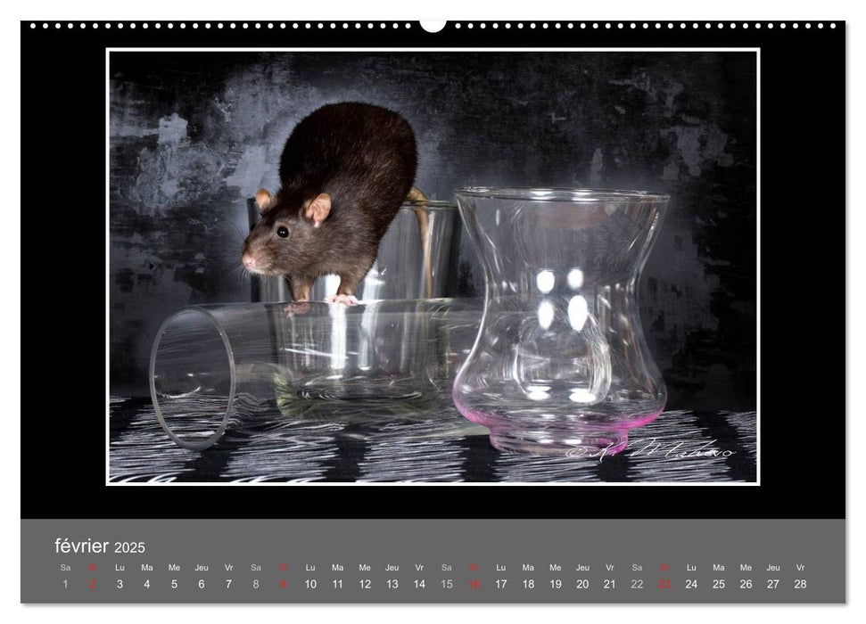 Ratte Ouille jeu de scène (CALVENDO Calendrier supérieur 2025)