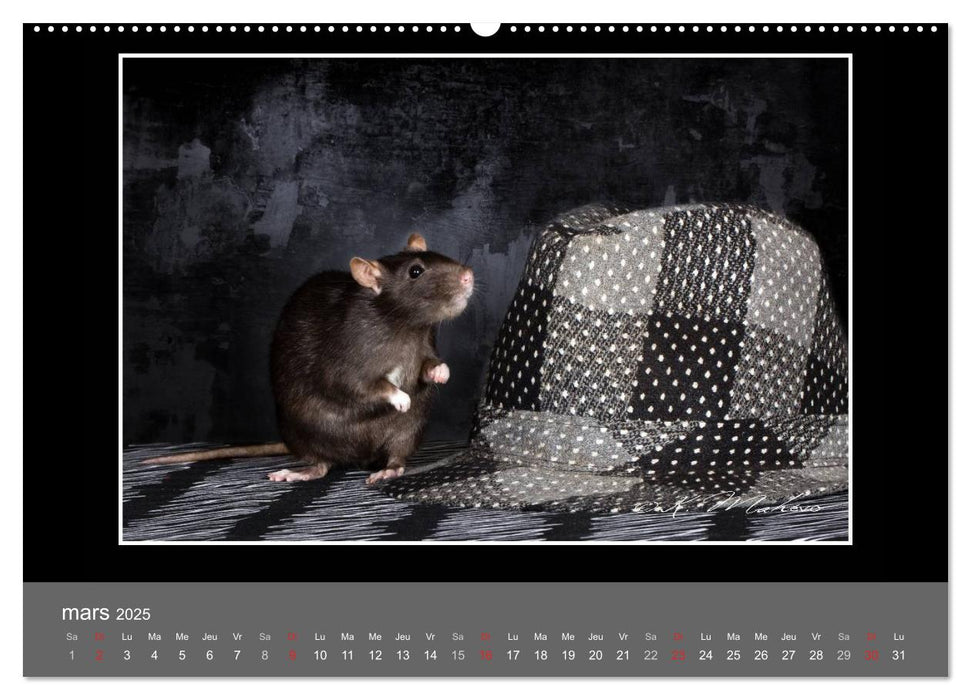 Ratte Ouille jeu de scène (CALVENDO Calendrier supérieur 2025)