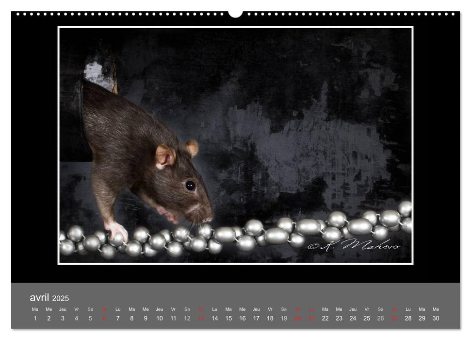 Ratte Ouille jeu de scène (CALVENDO Calendrier supérieur 2025)