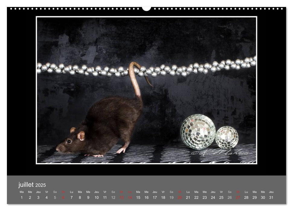 Ratte Ouille jeu de scène (CALVENDO Calendrier supérieur 2025)