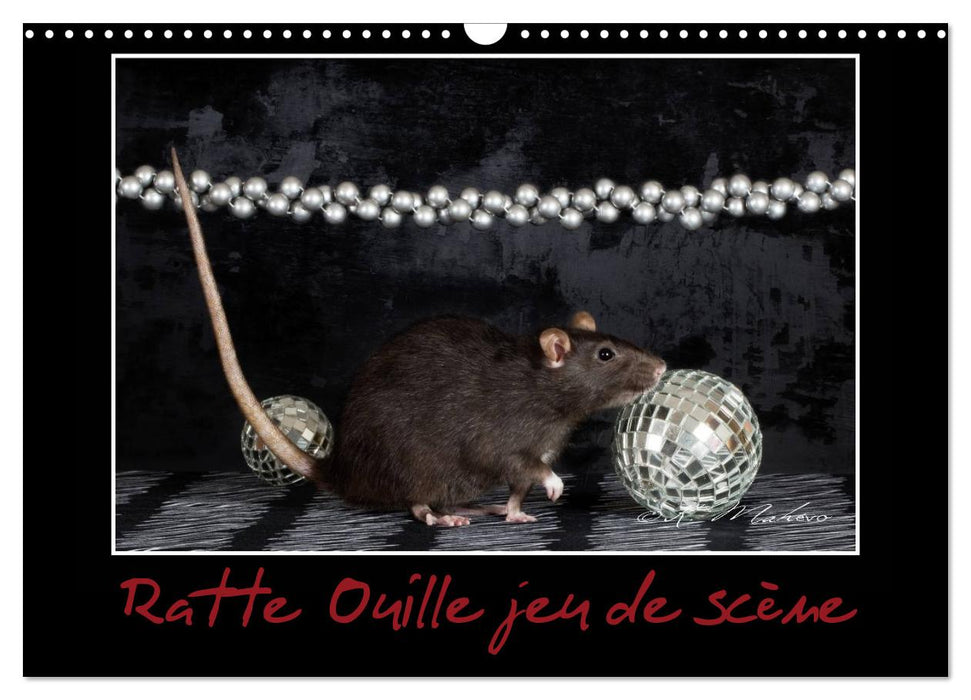 Ratte Ouille jeu de scène (CALVENDO Calendrier mensuel 2025)