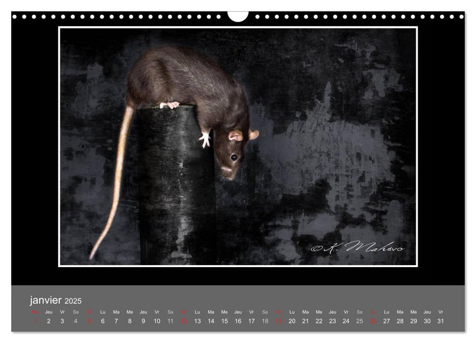 Ratte Ouille jeu de scène (CALVENDO Calendrier mensuel 2025)